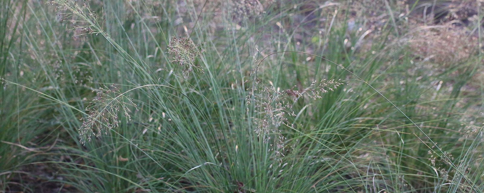 Prairie dropseed