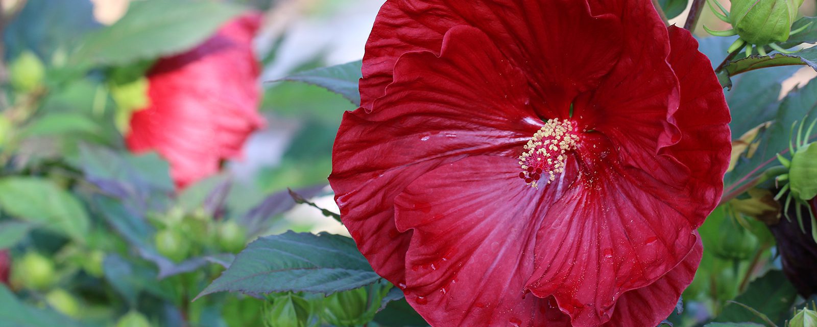 Cranberry crush hardy hibiscus