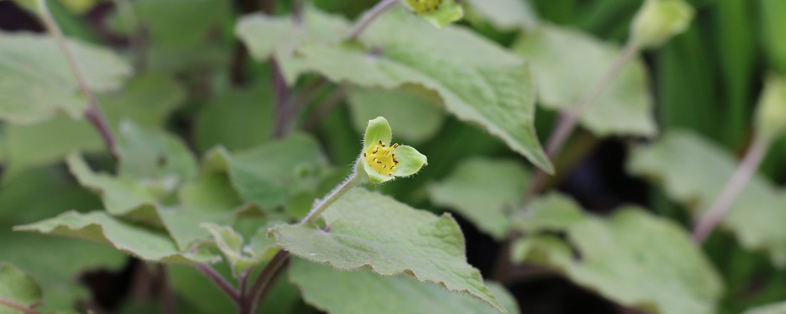 Upright wild ginger