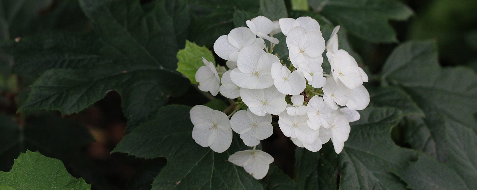 Sike's dwarf oakleaf hydrangea