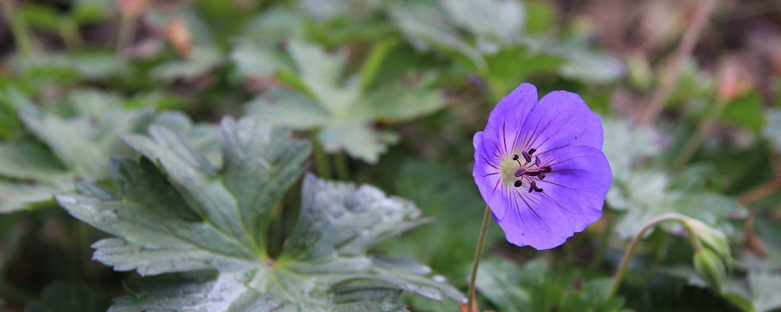 Rozanne Hardy Cranesbill