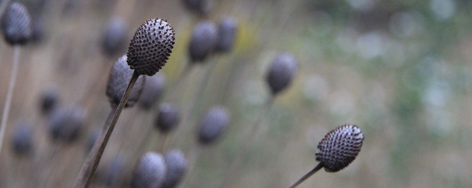 Gray-headed coneflower