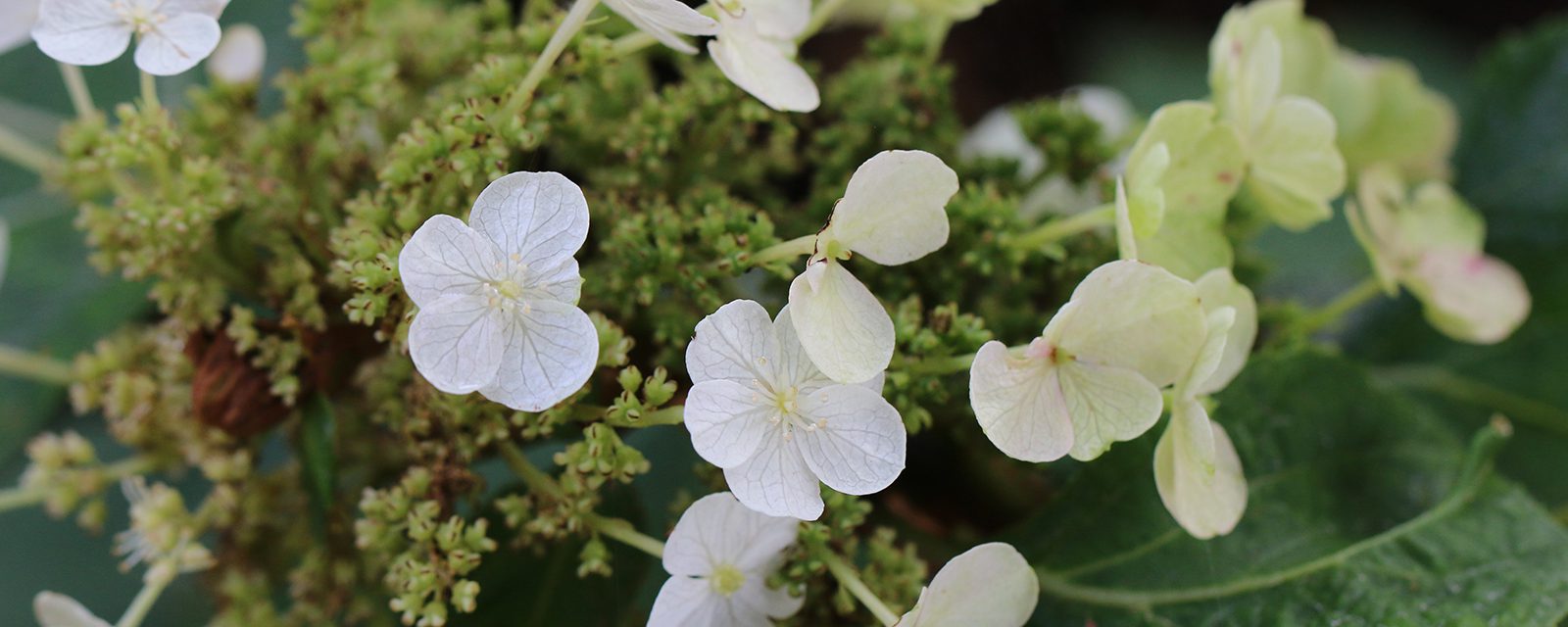 Munchkin oakleaf hydrangea