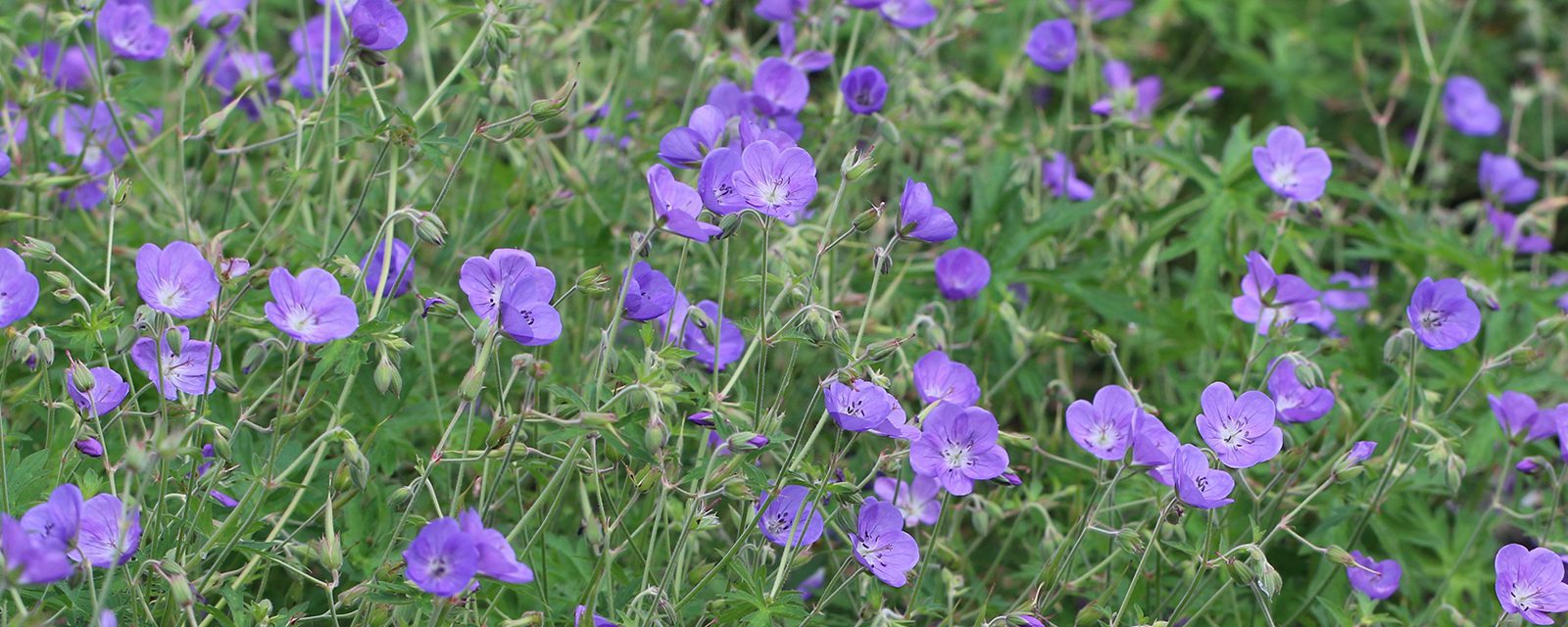 Brookside cranesbill