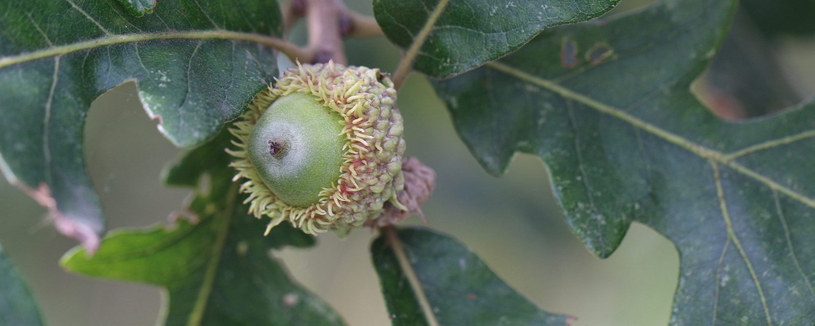 Bur oak