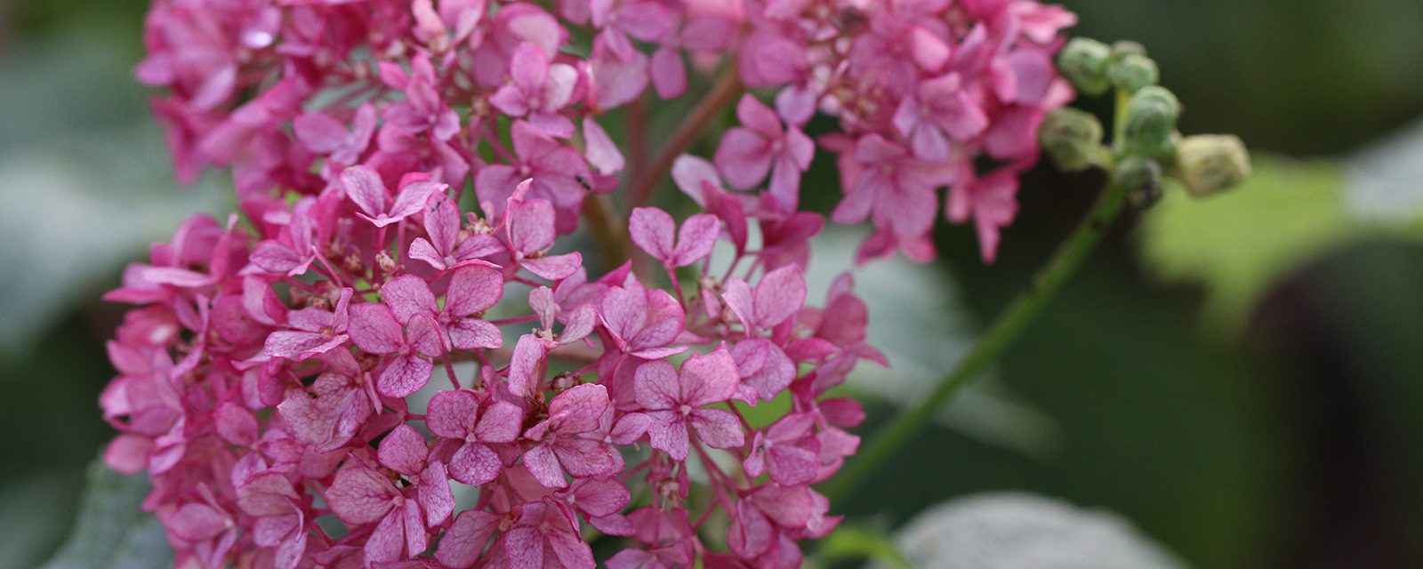 Mini mauvette smooth hydrangea