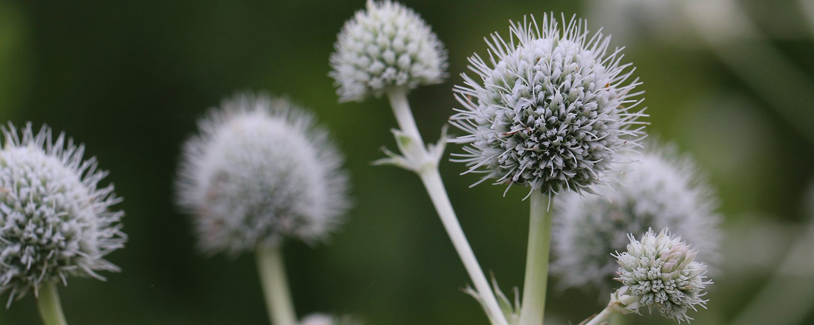 Rattlesnake master