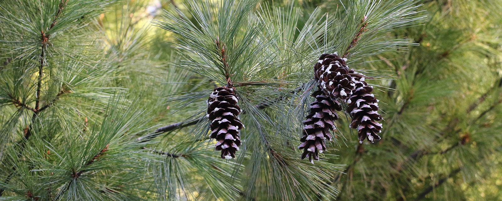 White pine in exhibit