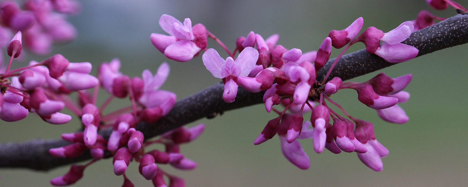 Eastern redbud