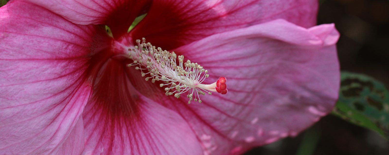 Stardust hardy hibiscus