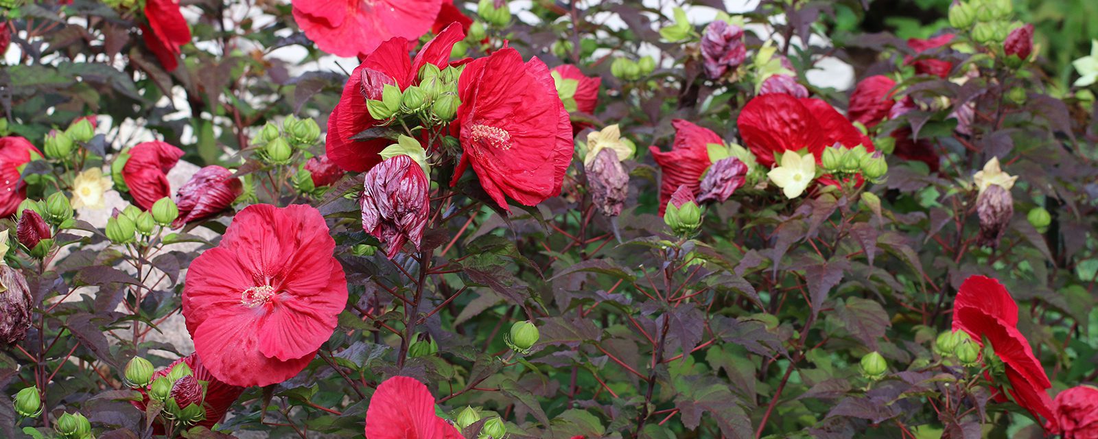 Mars Madness hardy hibiscus