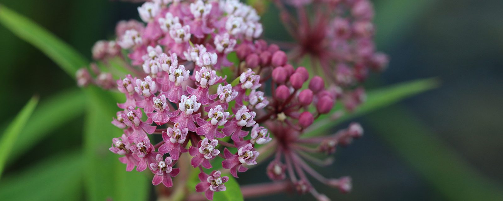 Swamp milkweed