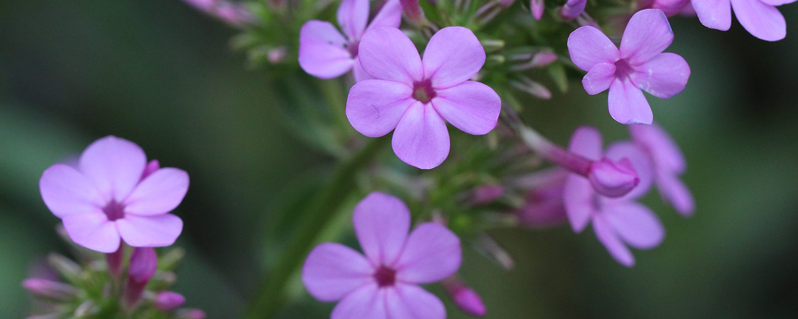 Jeana garden phlox