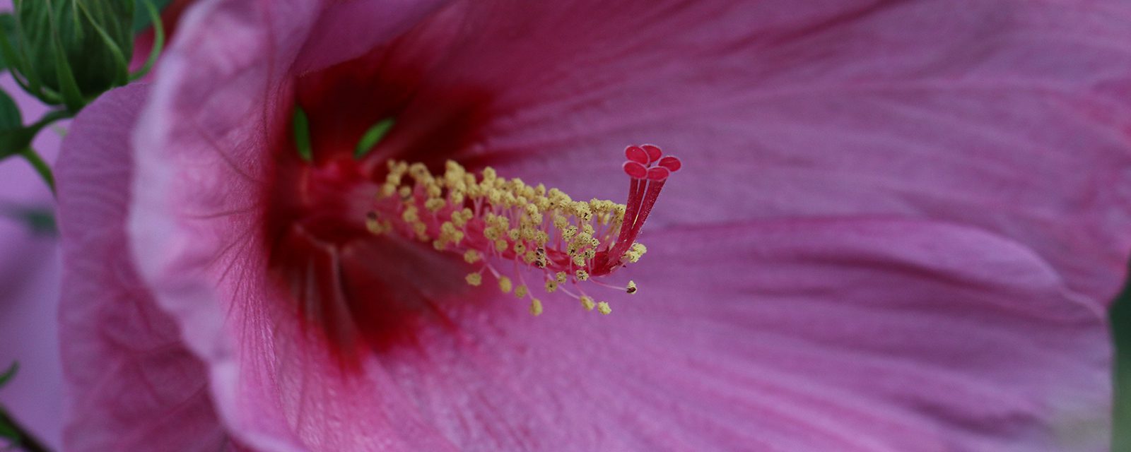 Little Prince hardy hibiscus