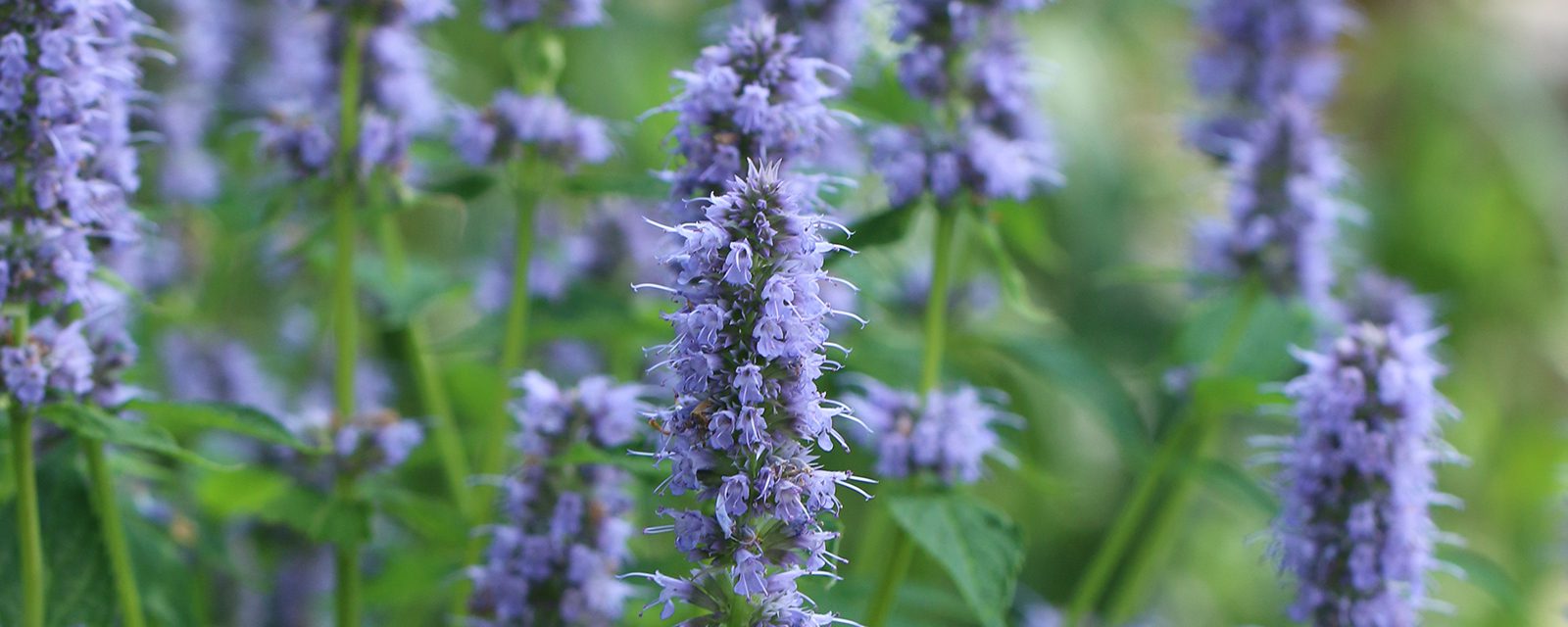 Blue fortune agastache