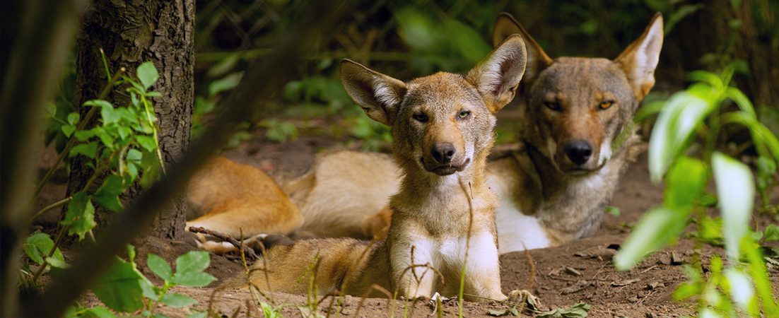 Red wolves lying in the dirt in exhibit