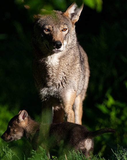 Red wolf standing over pup in exhibit