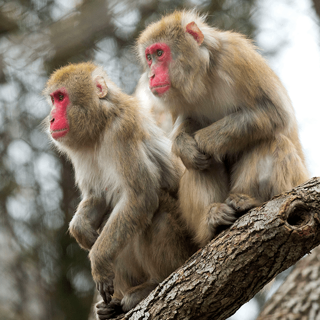 Japanese macaques