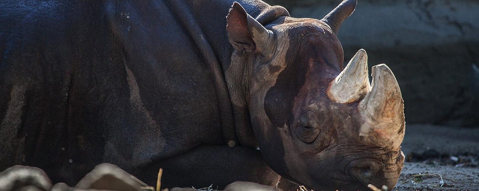 Eastern black rhino calf in exhibit