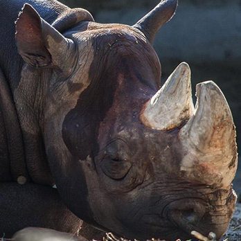 Eastern black rhino calf in exhibit