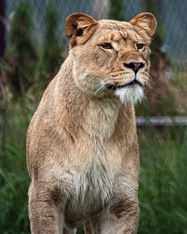 Female African Lion