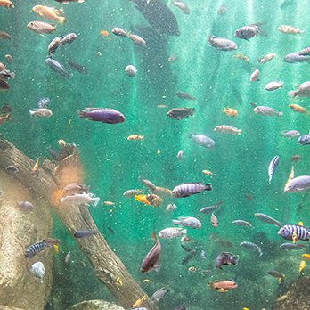 Lake Malawi cichlid in exhibit