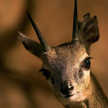 Klipspringer in exhibit