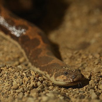 Kenya sand boa in exhibit