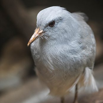 Kagu in exhibit