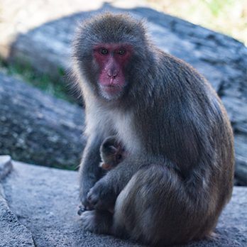 Japanese macaque in exhibit