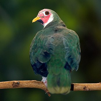 Jambu fruit dove in exhibit