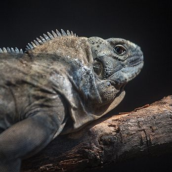 Meller's chameleon in exhibit