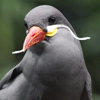 Inca tern in exhibit