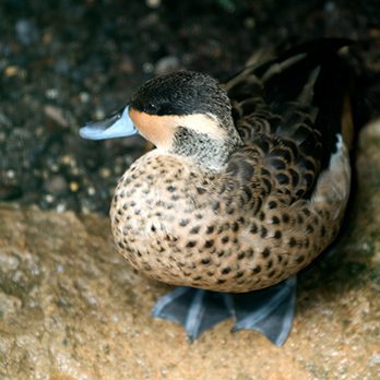 Hottentot teal in exhibit