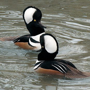 Hooded merganser in exhibit