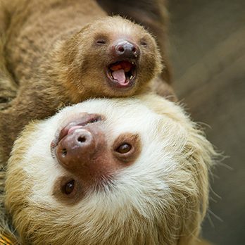 Hoffmann's two-toed sloth in exhibit