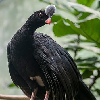 Helmeted curassow in exhibit