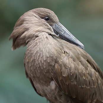 Hamerkop in exhibit