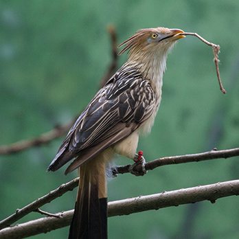 Guira cuckoo in exhibit