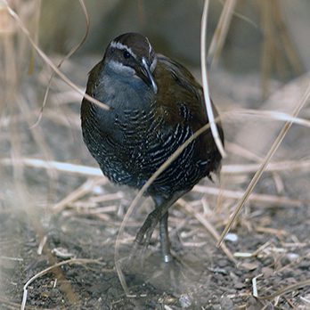 Guam rail in exhibit