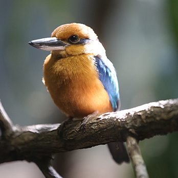 Guam kingfisher in exhibit