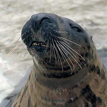 Grey seal in exhibit