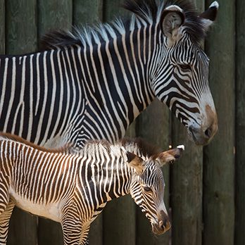 Grevy's zebra in exhibit