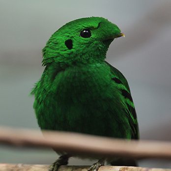 Green broadbill in exhibit