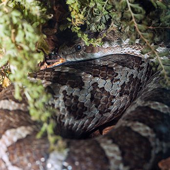 Great plains ratsnake in exhibit