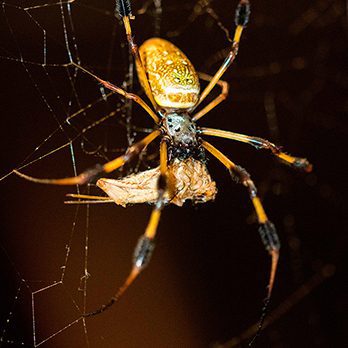 Golden silk spider in exhibit