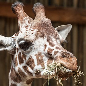 Giraffe in exhibit