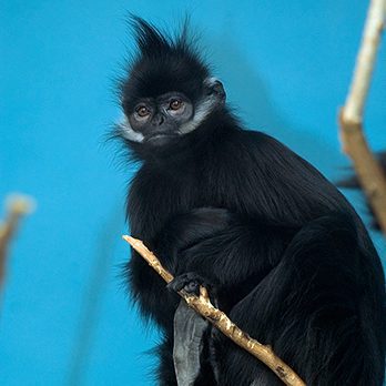 Francoiss langur in exhibit