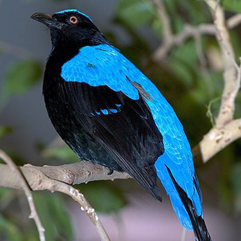 Fairy bluebird in exhibit