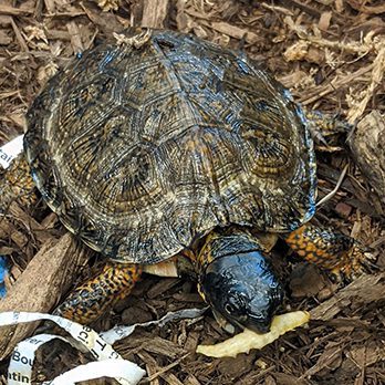 Wood turtle in exhibit